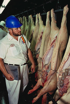 Inspectie van geslachte varkens